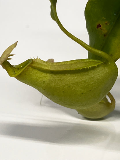 bicalcarata 'Green'