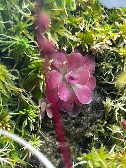 Pinguicula ‘Johanna’