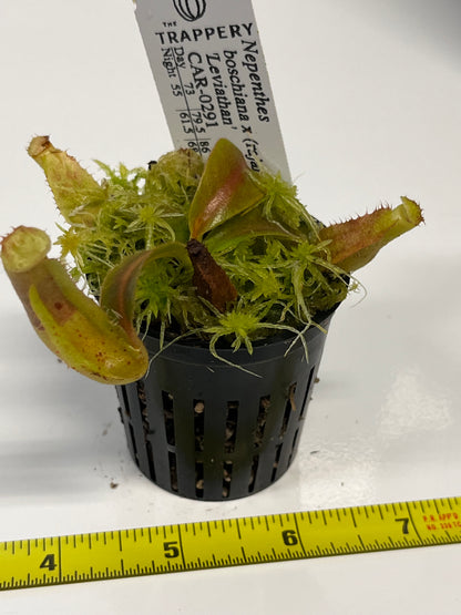 Nepenthes boschiana x (rajah x peltata)