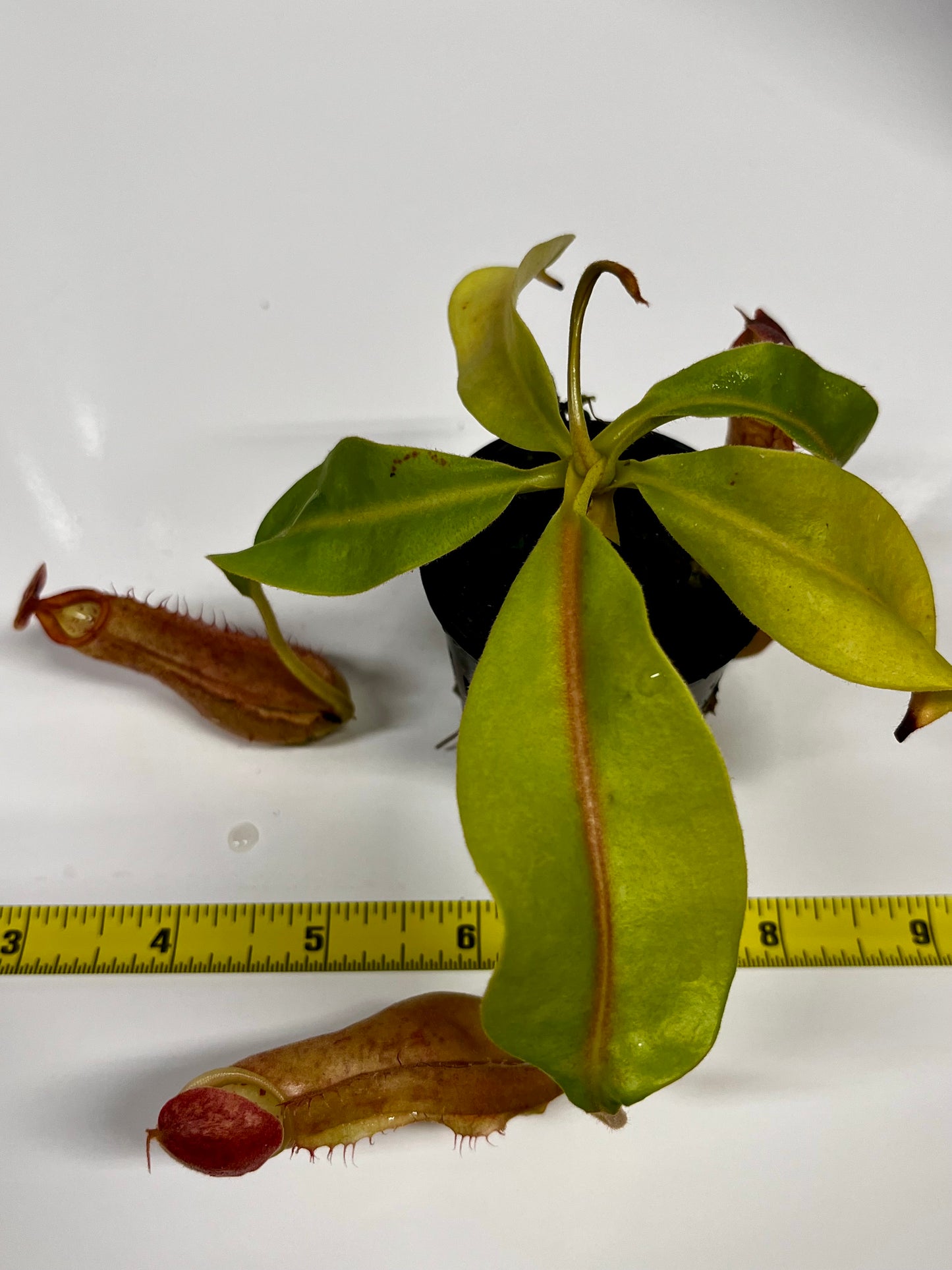 Nepenthes 'Splendid Diana' x ('Song of Melonchonly' x [(lowii x veitchii) x boschiana]