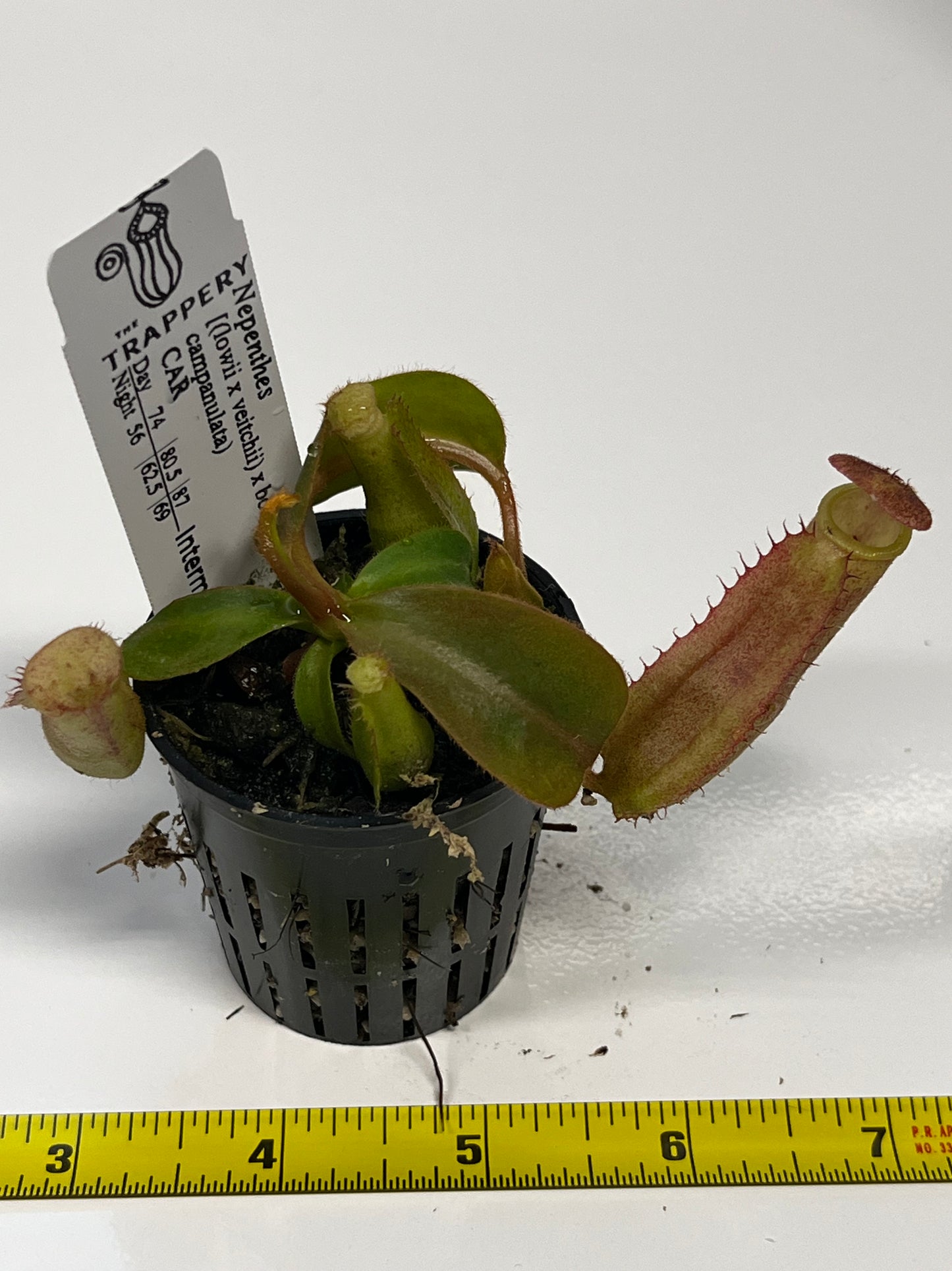 Nepenthes [(lowii x veitchii) x boschiana)] x (lowii x campanulata)