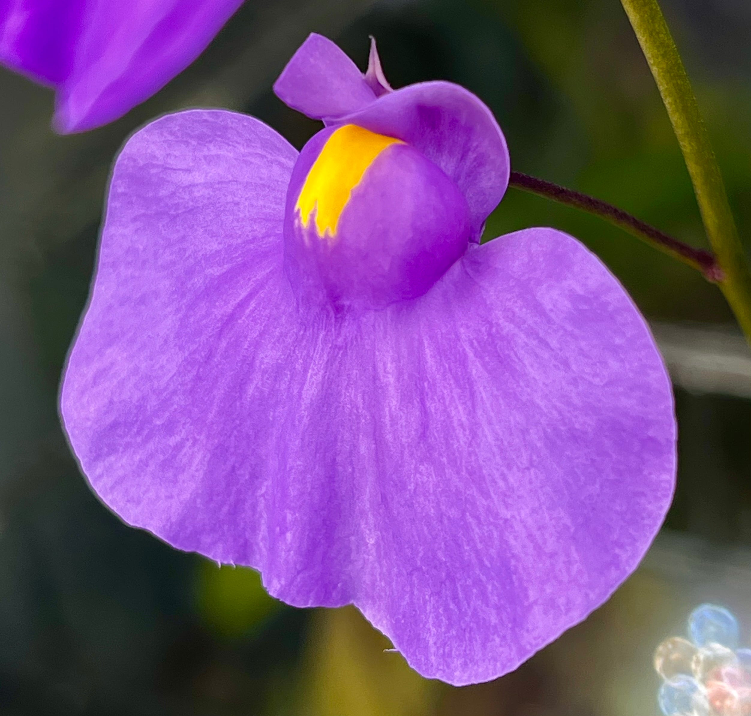 The Trappery Utricularia longifolia