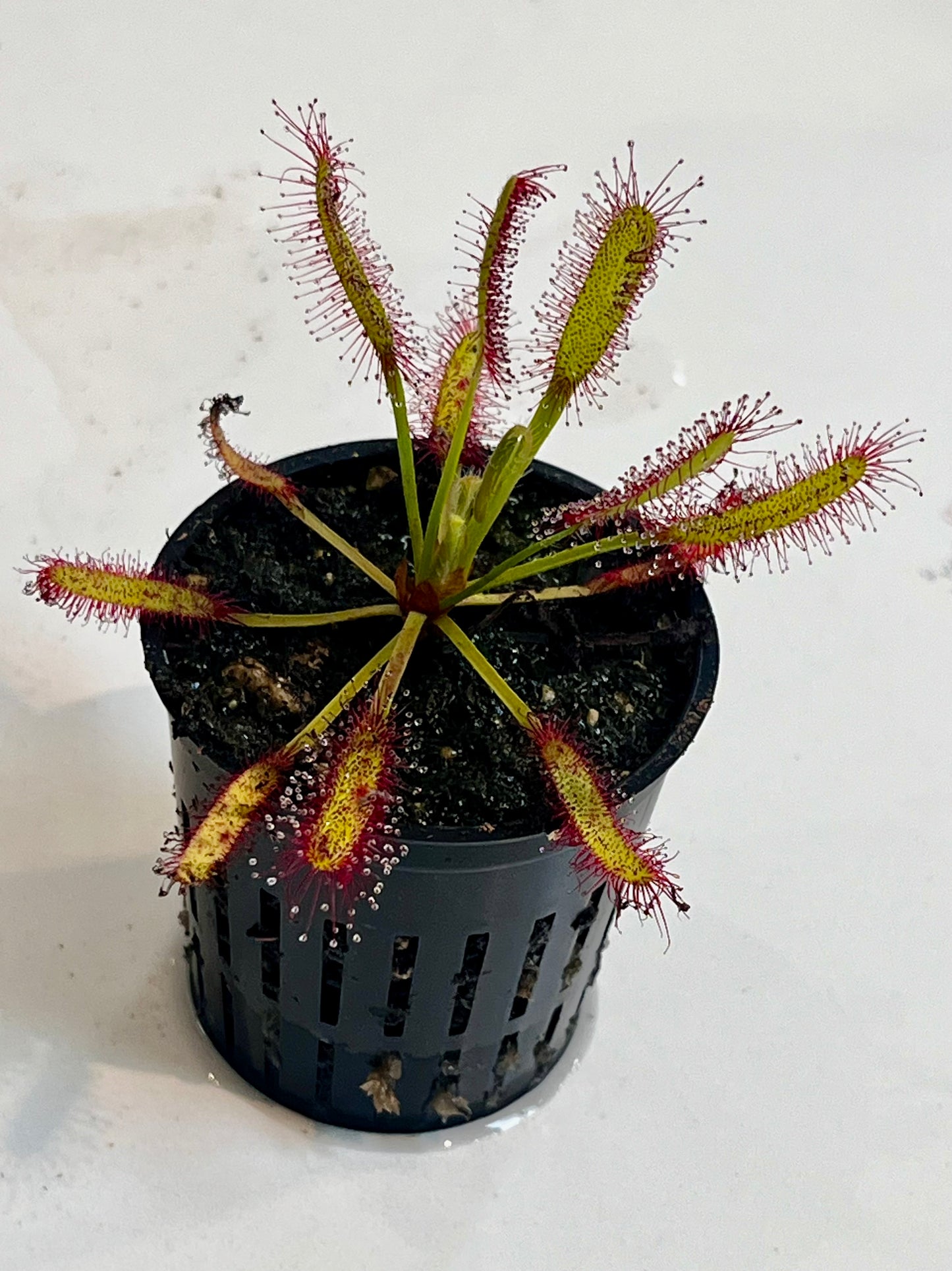 Drosera x ‘Hercules’