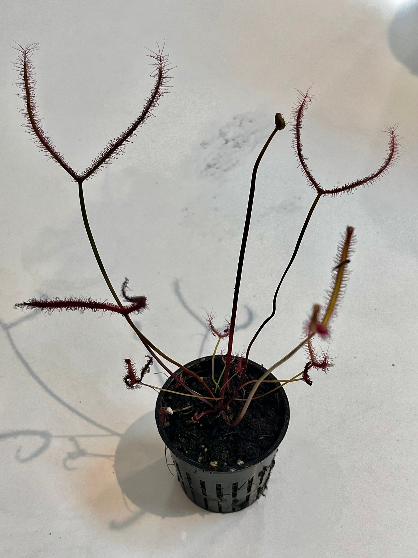 Drosera ‘Marston Dragon’