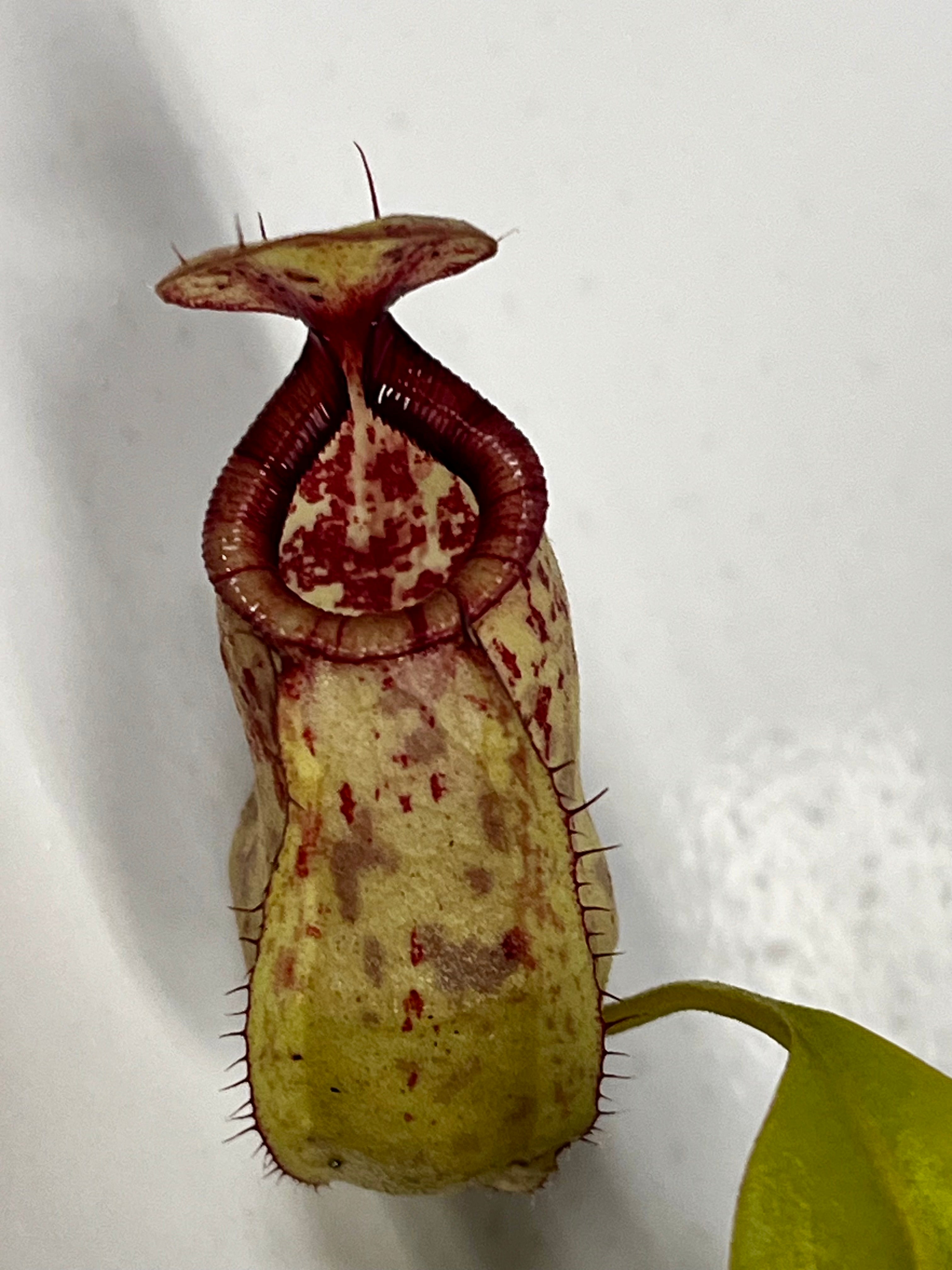Nepenthes ('Viking' × rafflesiana) × (sibuyanensis × jacquelineae