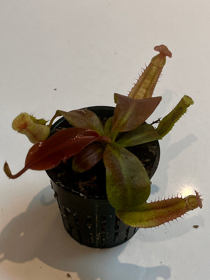 Nepenthes boschiana x (rajah x peltata)