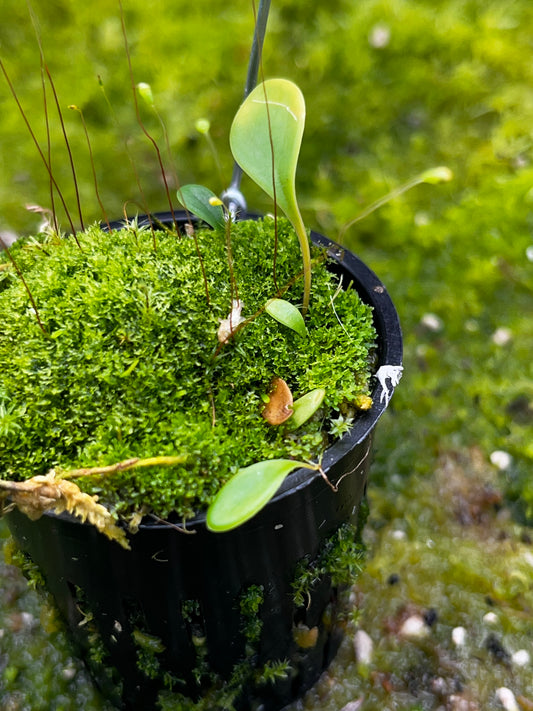 Utricularia quelchii