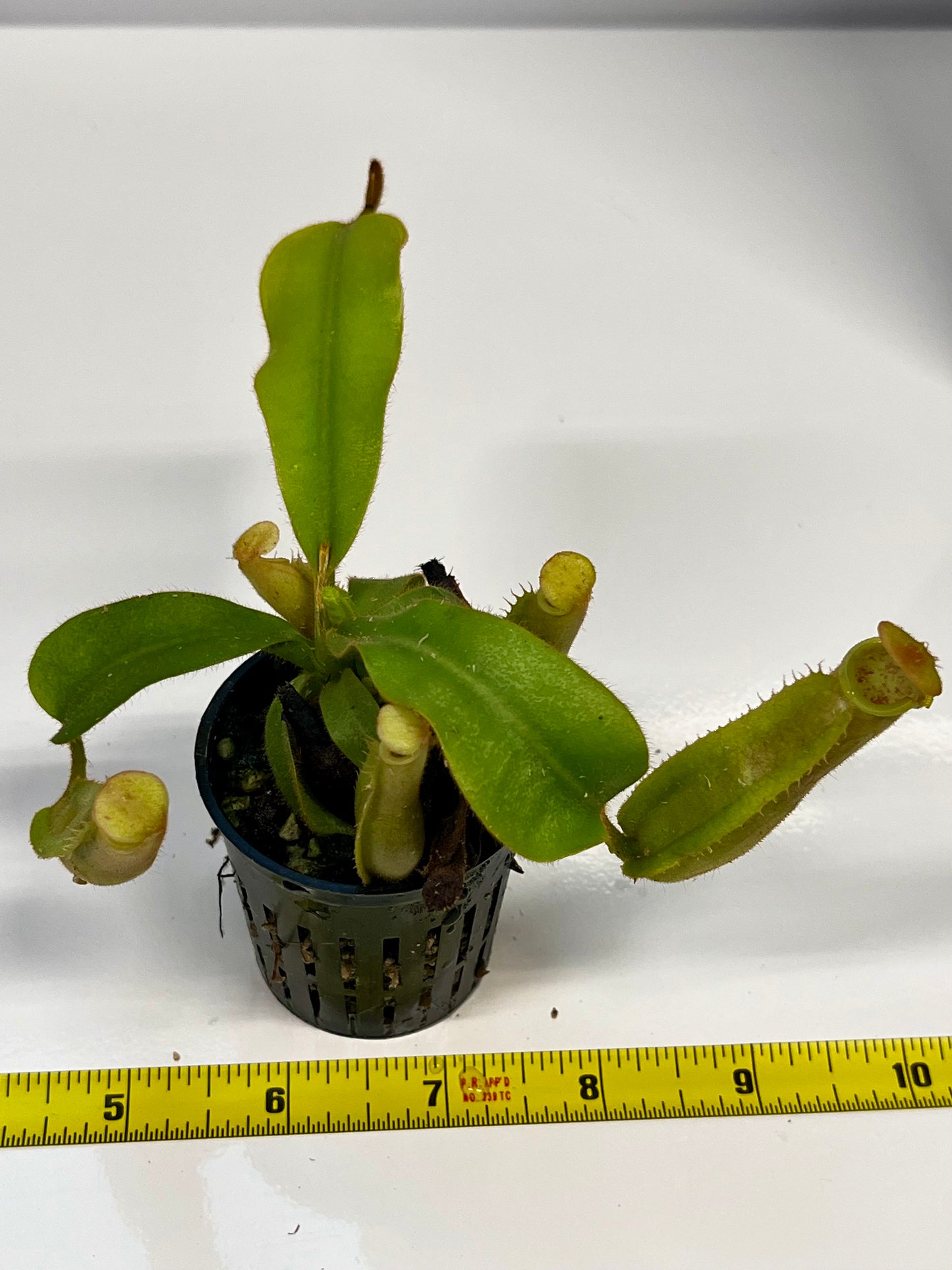 Nepenthes veitchii hybrid