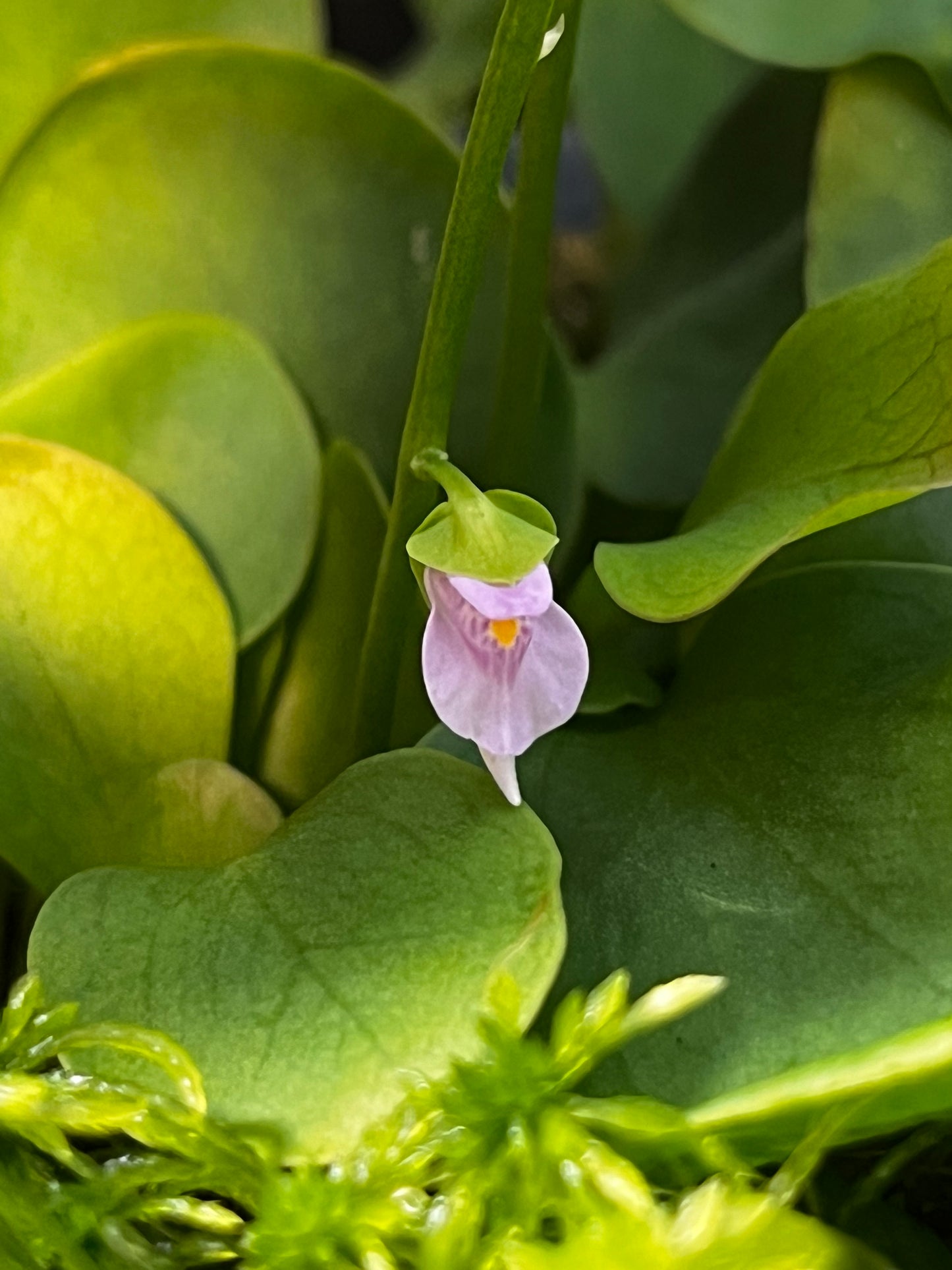 Utricularia calycifida ‘Yog-Sothoth’