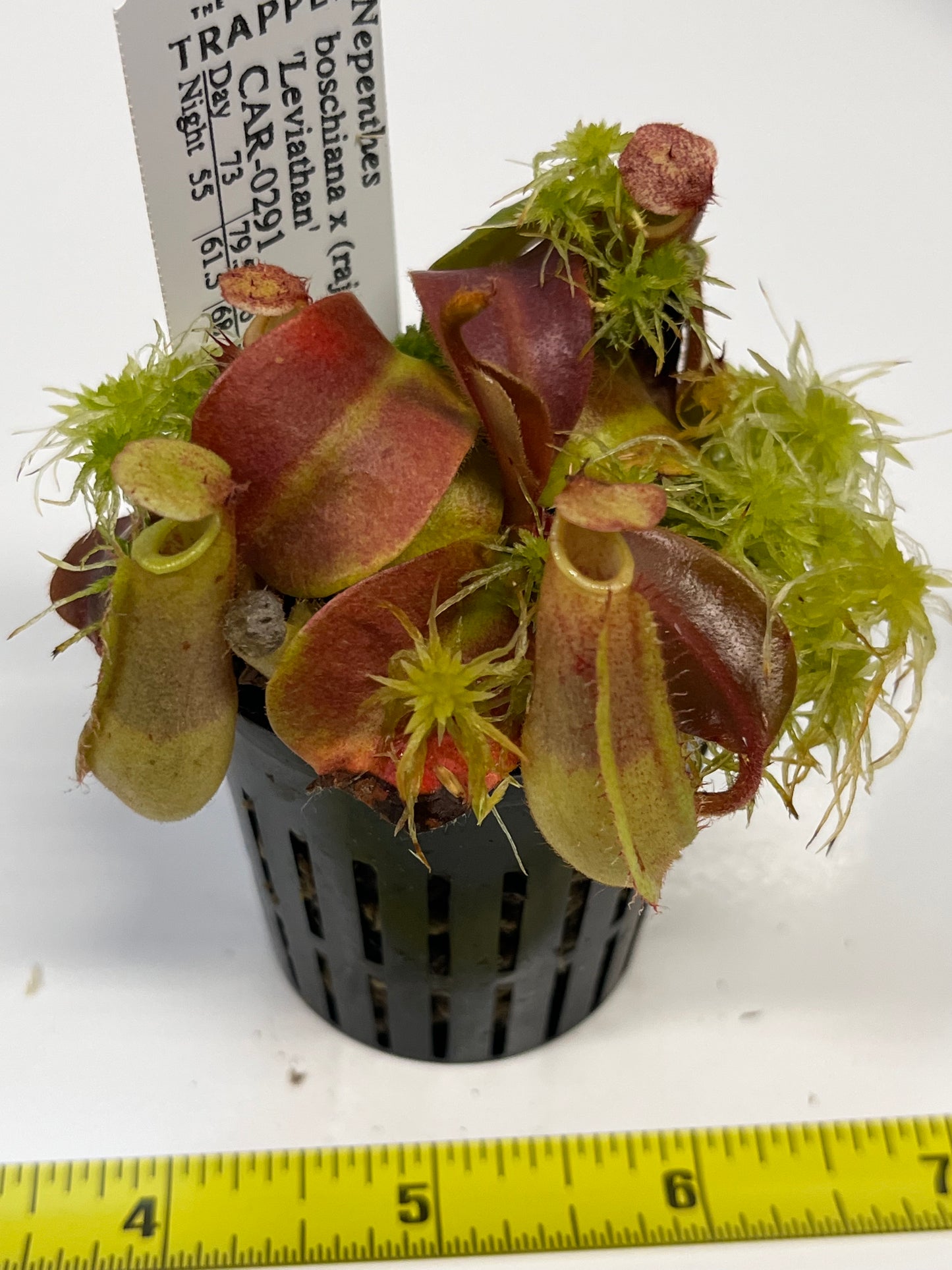 Nepenthes boschiana x (rajah x peltata)