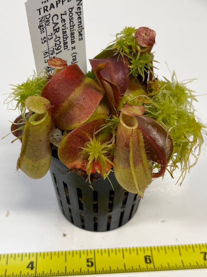 Nepenthes boschiana x (rajah x peltata)