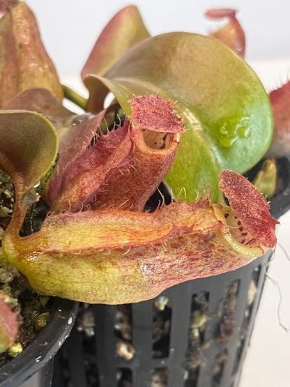 Red Dragon' x {('Song of Meloncholy' x [(lowii x veitchii) x boschiana]}