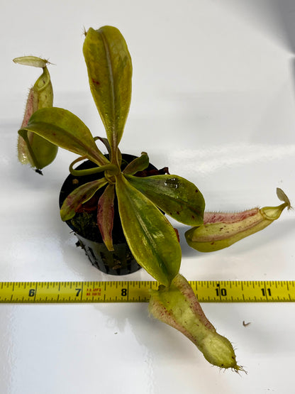 Nepenthes rafflesiana ‘JB x Thick Lip’