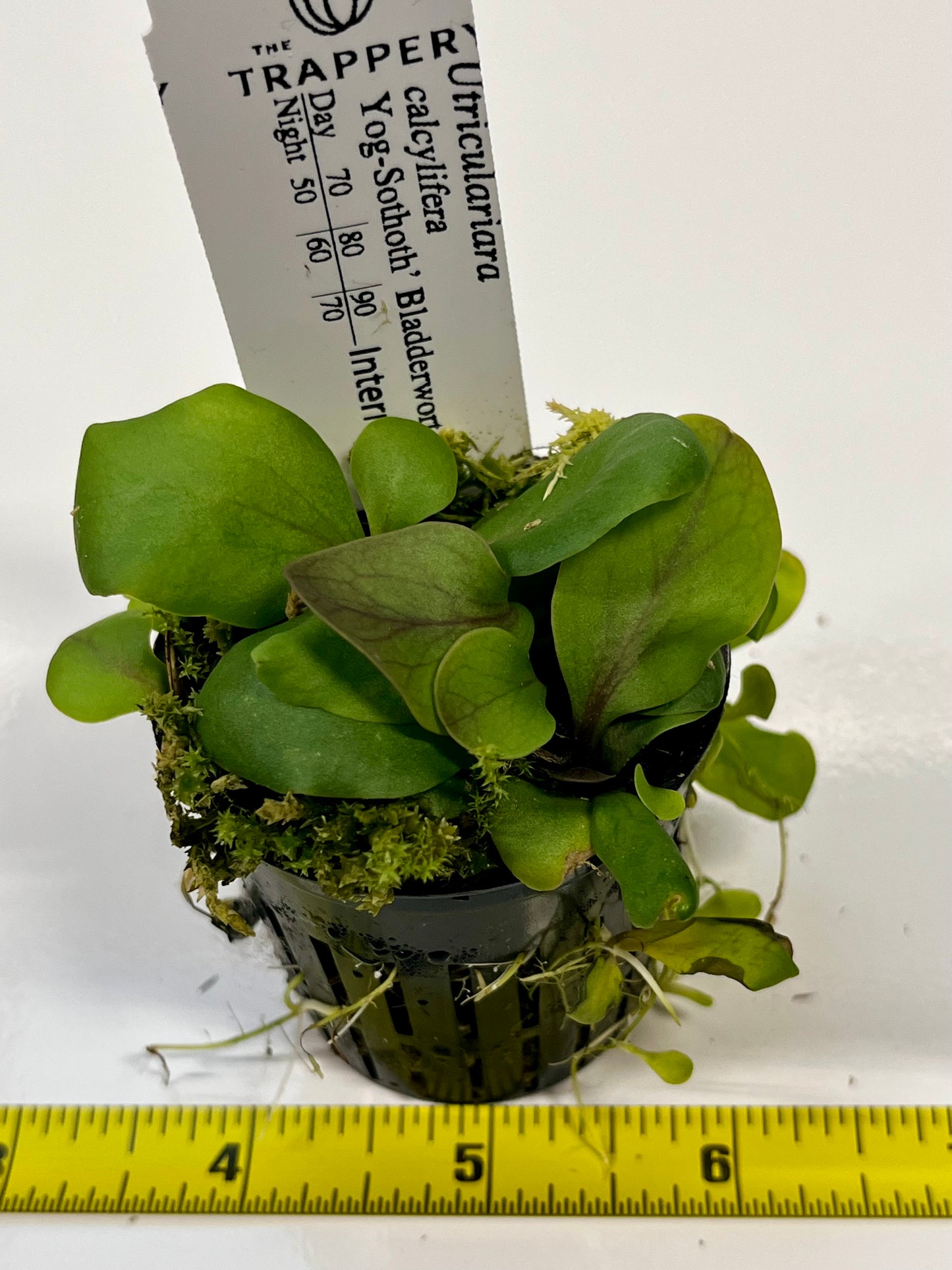 Utricularia calycifida ‘Yog-Sothoth’