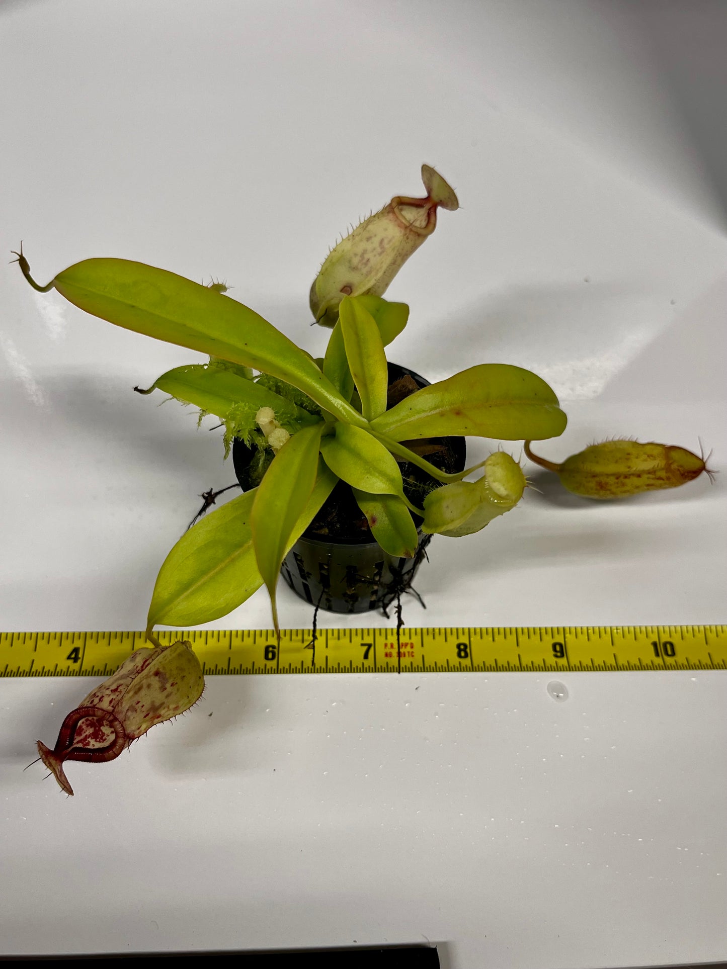 Nepenthes (‘Viking’ × rafflesiana) × (sibuyanensis × jacquelineae)