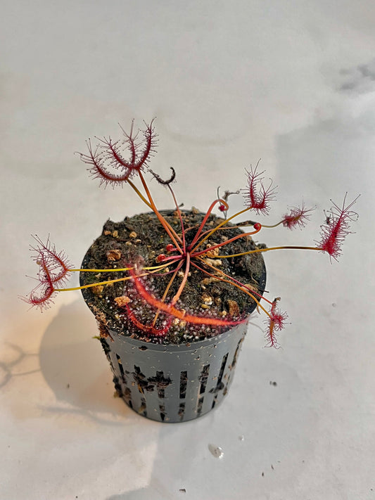 Drosera ‘Marston Dragon’