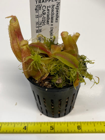 Nepenthes boschiana x (rajah x peltata)