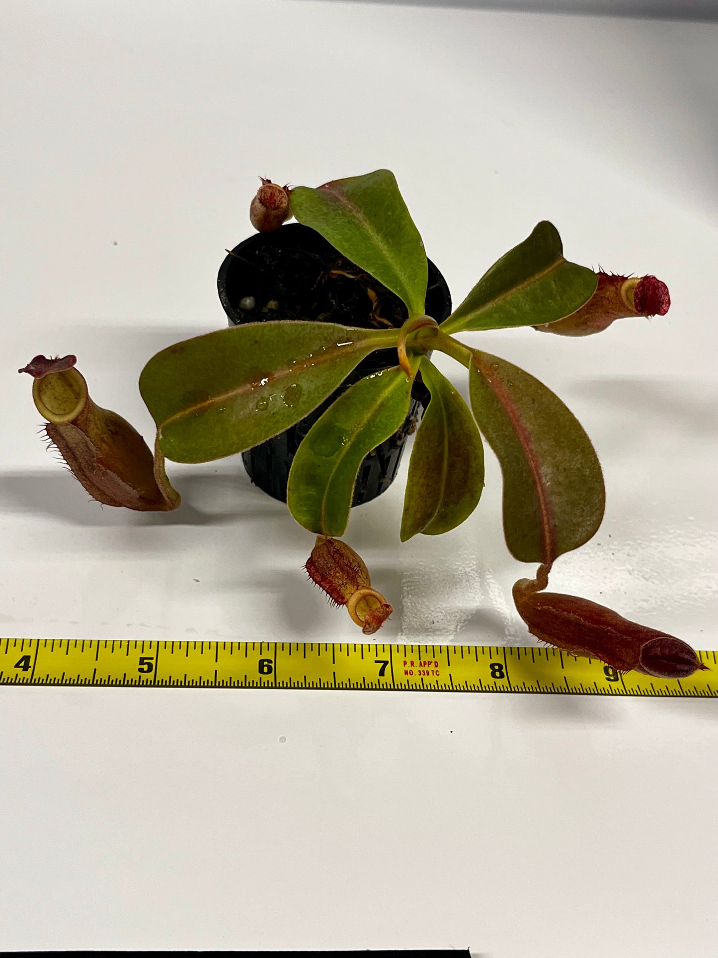 Nepenthes 'Splendid Diana' x ('Song of Melonchonly' x [(lowii x veitchii) x boschiana]