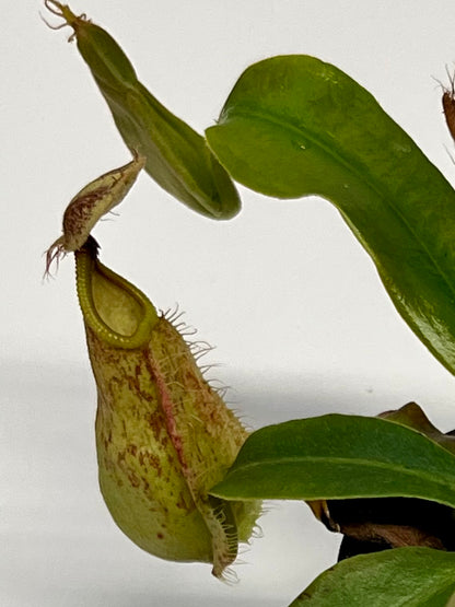 Nepenthes rafflesiana x vogelii