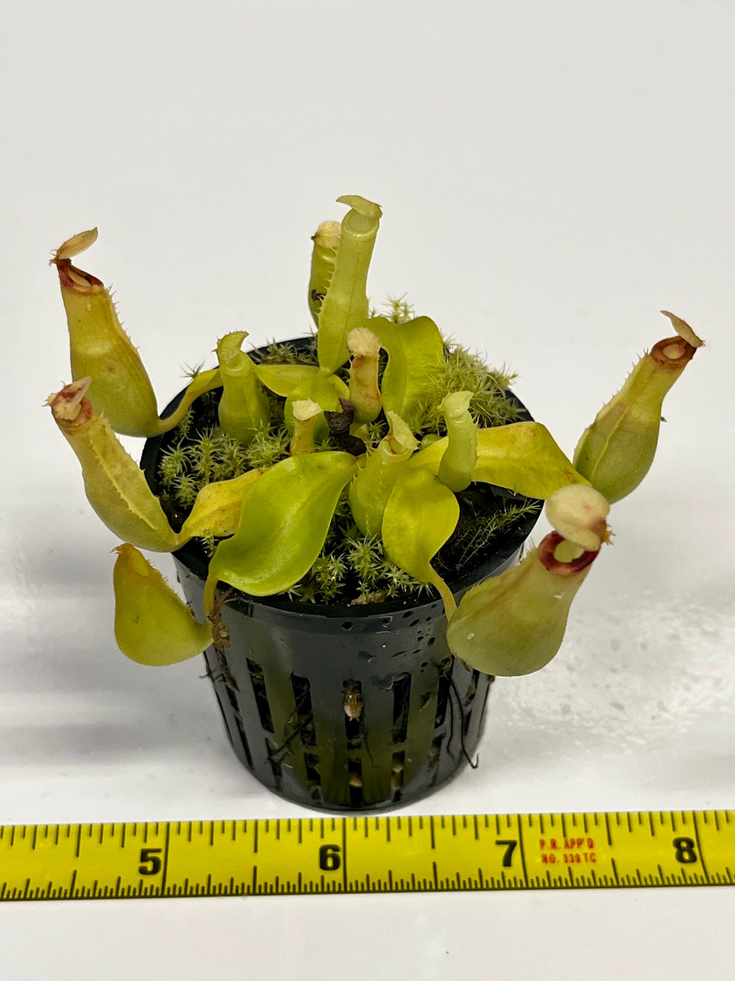 Nepenthes ampullaria 'Purple Stripe' x rafflesiana 'Thick Lip'