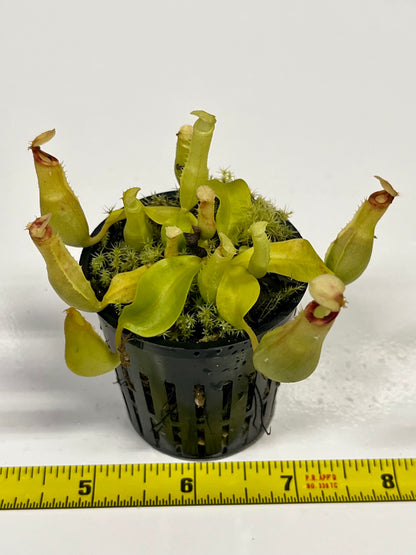 Nepenthes ampullaria 'Purple Stripe' x rafflesiana 'Thick Lip'