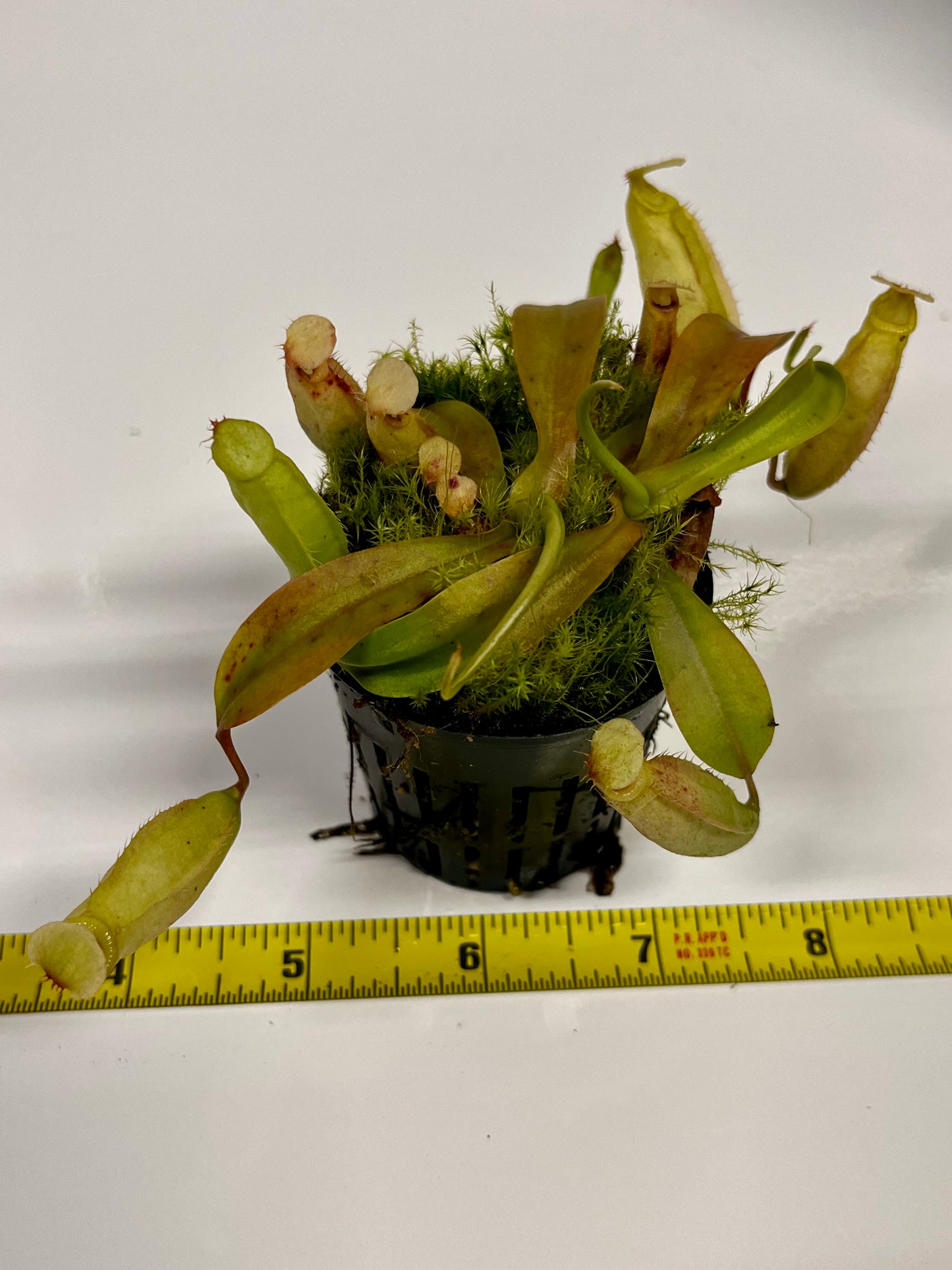 Nepenthes (‘Viking’ × rafflesiana) × (sibuyanensis × jacquelineae)
