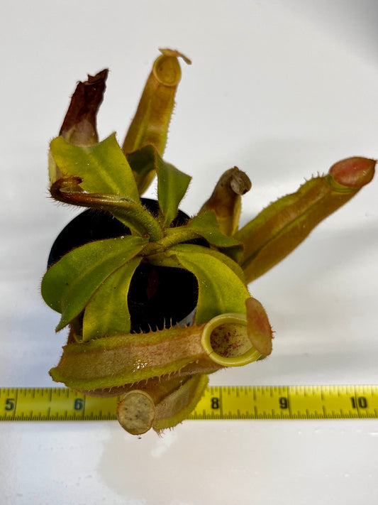 Nepenthes veitchii hybrid