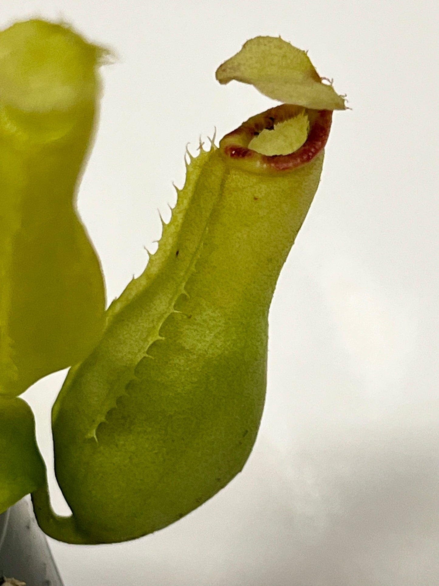 Nepenthes ampullaria 'Purple Stripe' x rafflesiana 'Thick Lip'