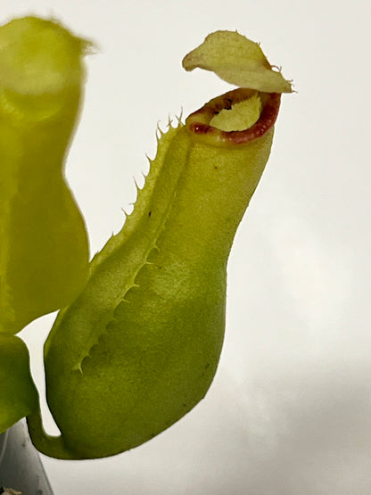 Nepenthes ampullaria 'Purple Stripe' x rafflesiana 'Thick Lip'