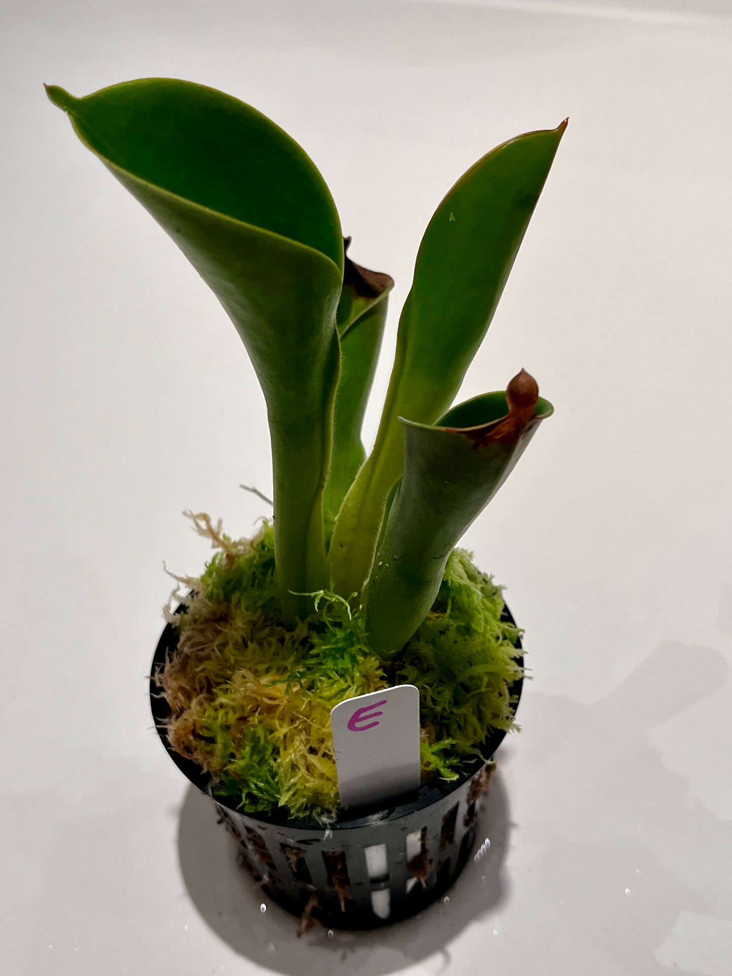 Heliamphora heterodoxa x nutans 'Wild Bill' clone