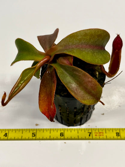 Nepenthes veitchii  'marud x candy' x (peltata x tenuis)