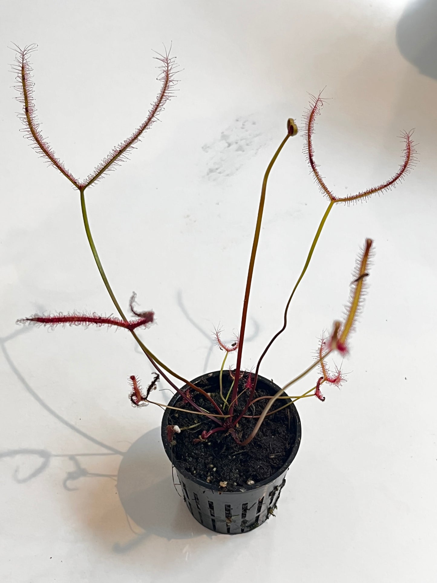 Drosera ‘Marston Dragon’