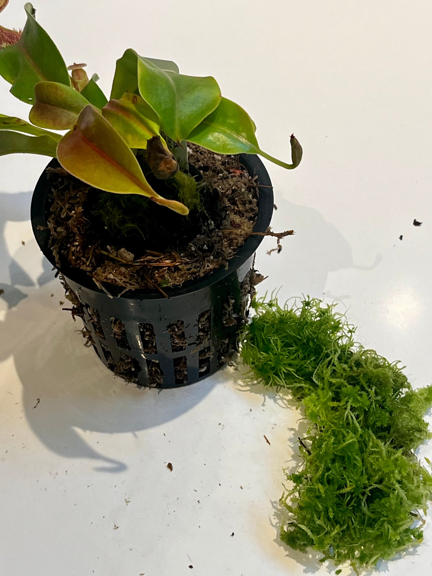 Upgrade pot and soil