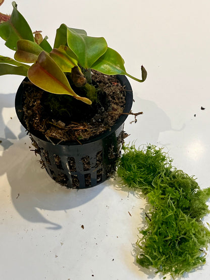 Upgrade pot and soil
