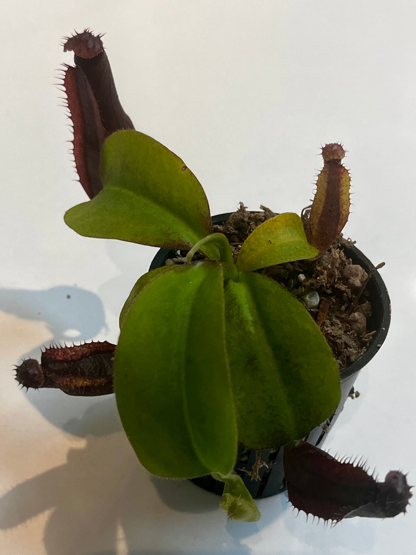 Nepenthes naga x gymnaphora