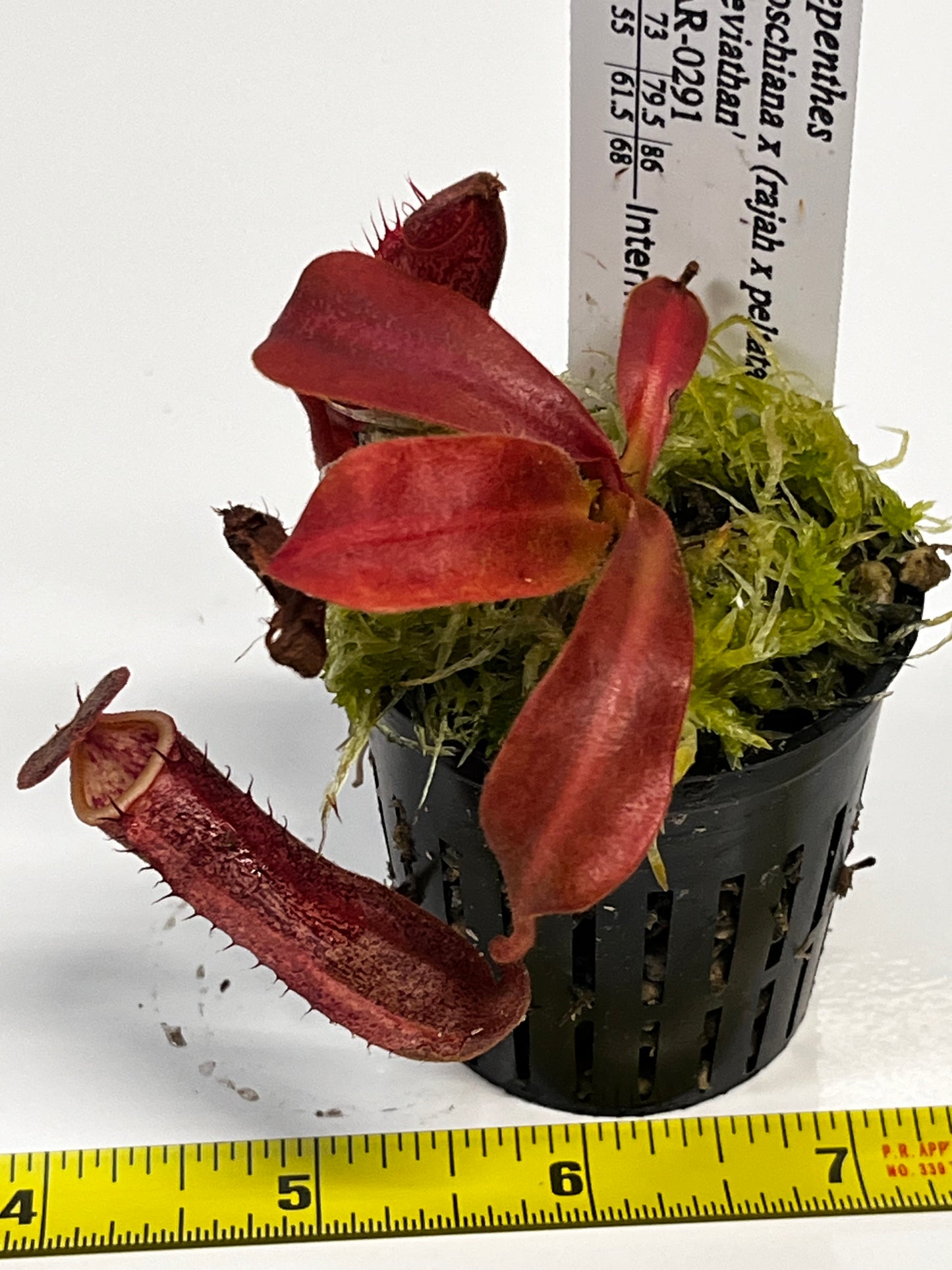 Nepenthes boschiana x (rajah x peltata)
