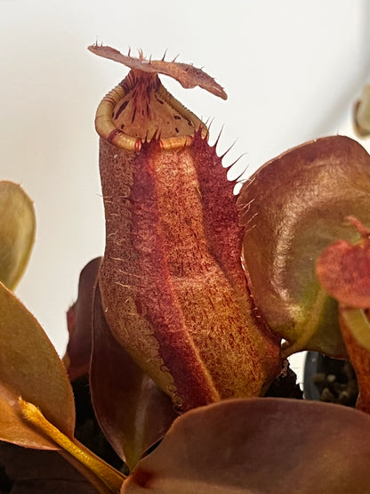 Red Dragon' x {('Song of Meloncholy' x [(lowii x veitchii) x boschiana]}