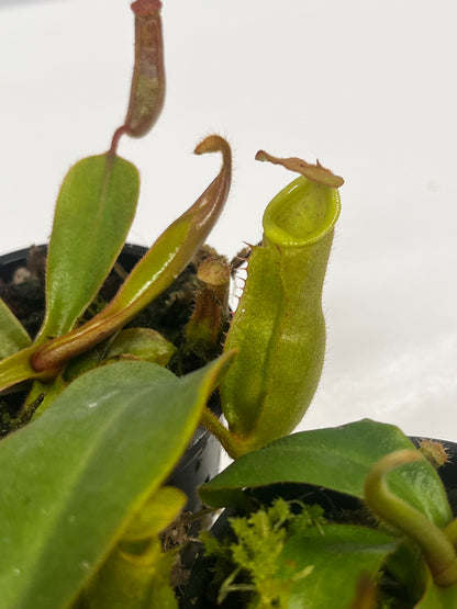 {('Song of Meloncholy'  x ('Rokko' x boschiana) x veitchii
