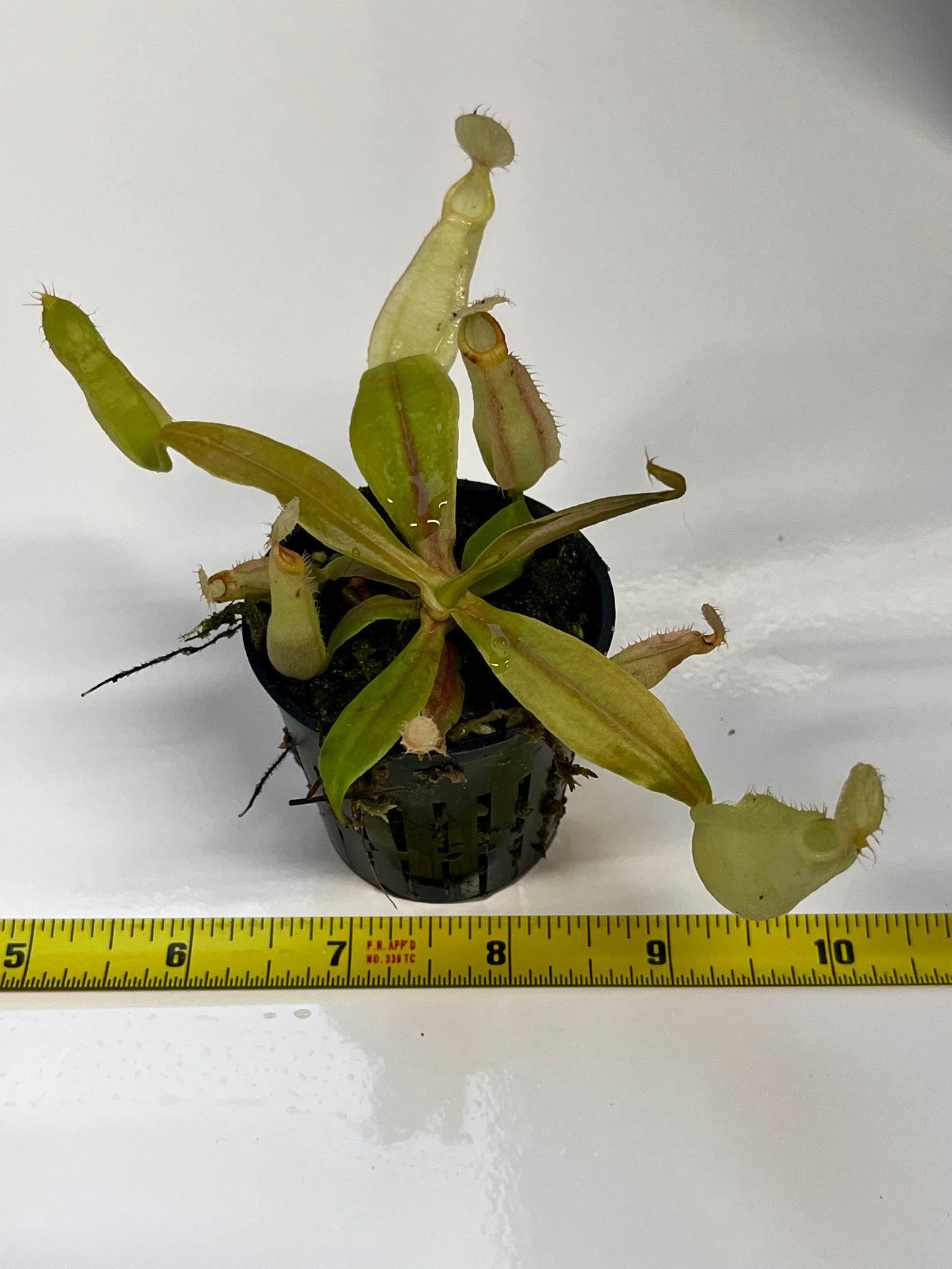 Nepenthes rafflesiana ‘JB x Thick Lip’