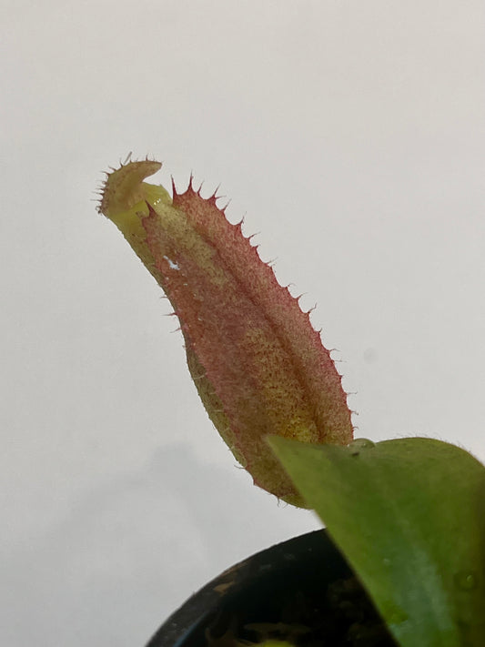 Nepenthes [(lowii x veitchii) x boshiana)] x (lowii x campanulata)