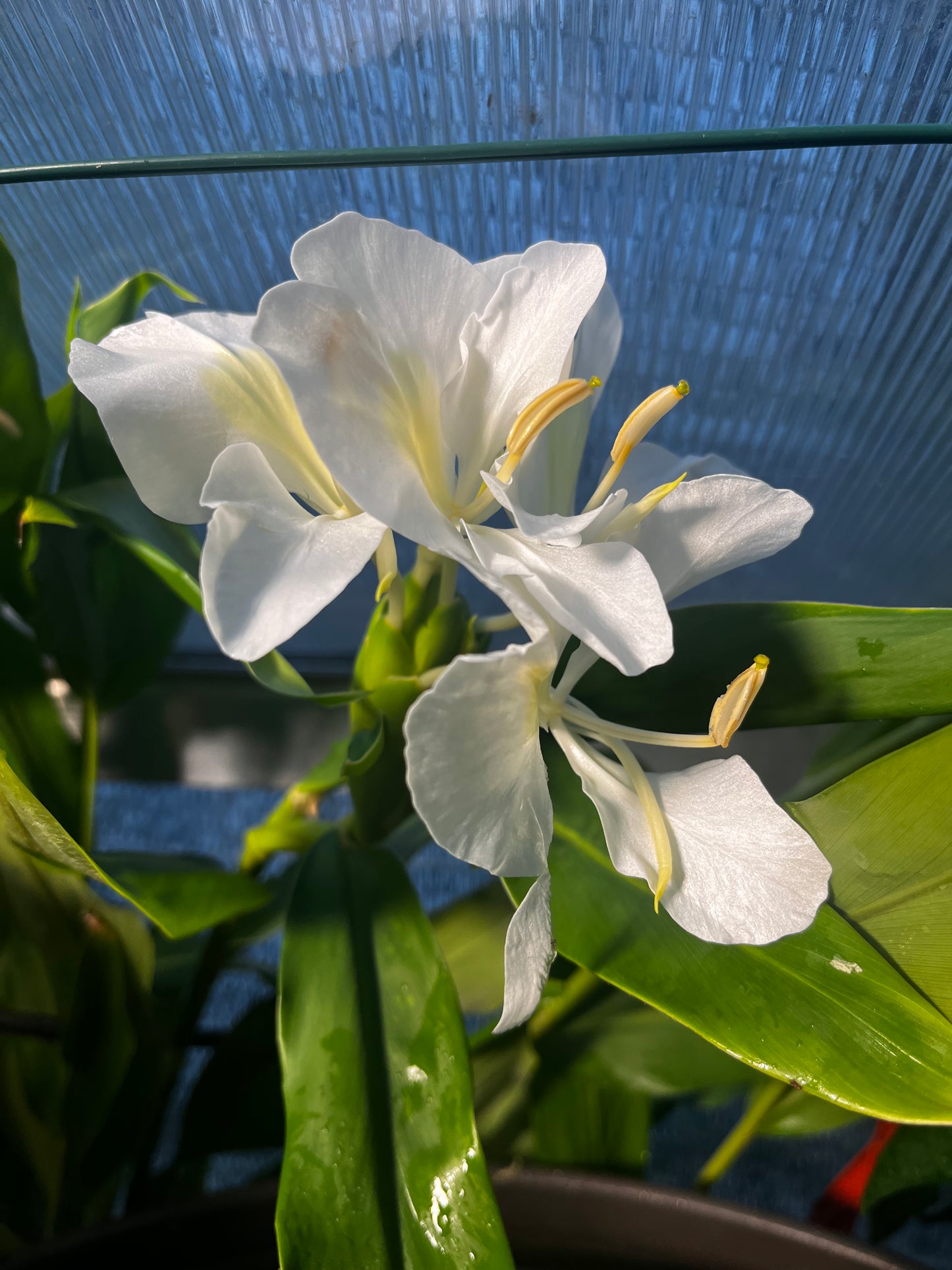 Hawaiian White Ginger