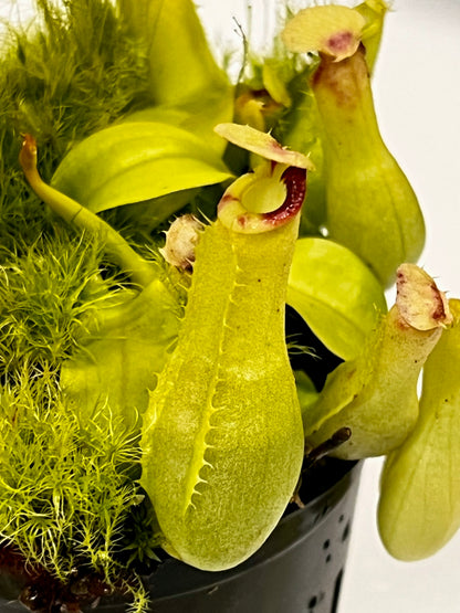 Nepenthes ampullaria 'Purple Stripe' x rafflesiana 'Thick Lip'