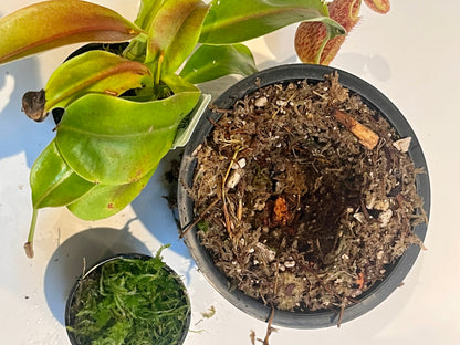 Upgrade pot and soil