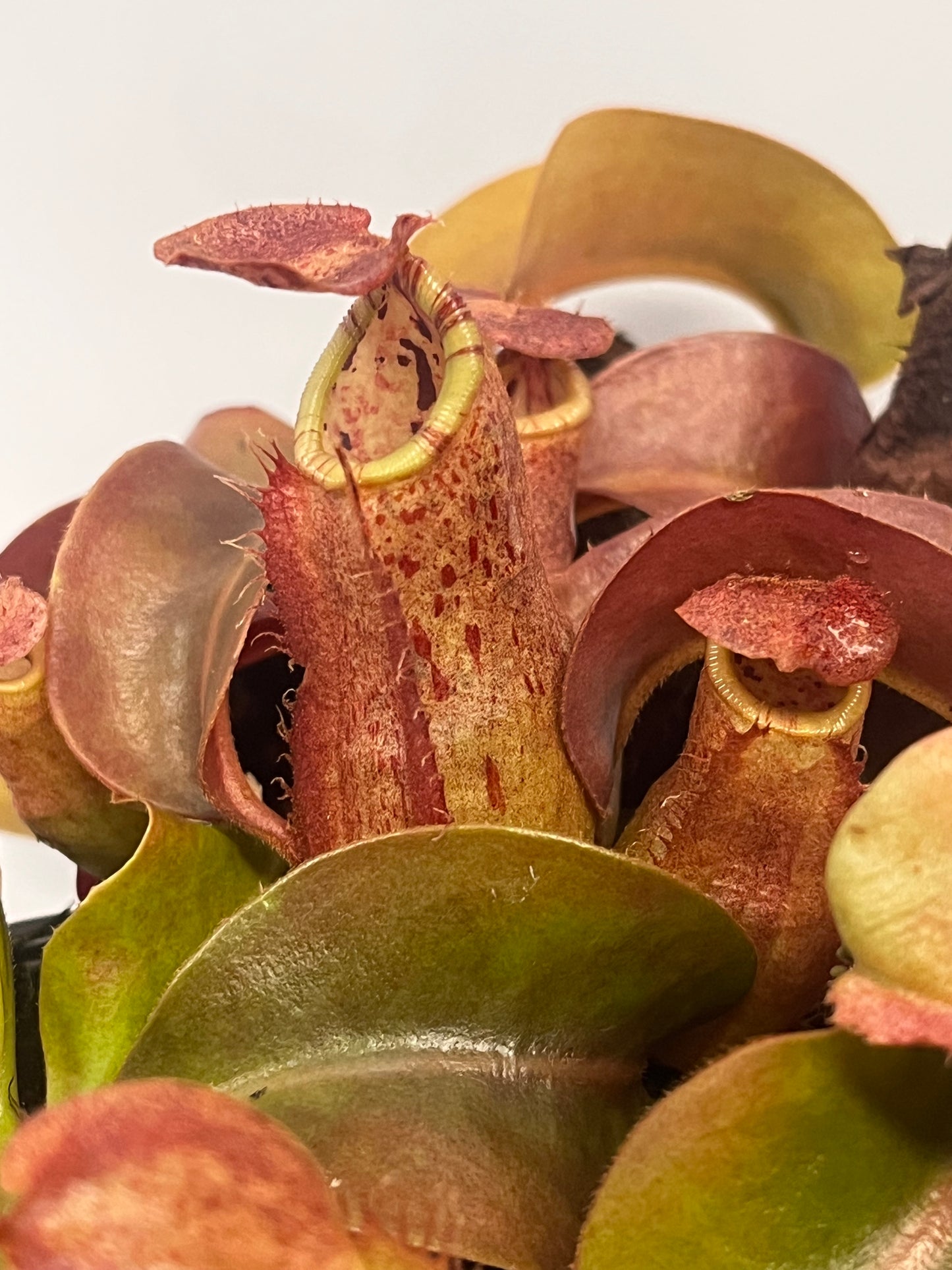 Red Dragon' x {('Song of Meloncholy' x [(lowii x veitchii) x boschiana]}