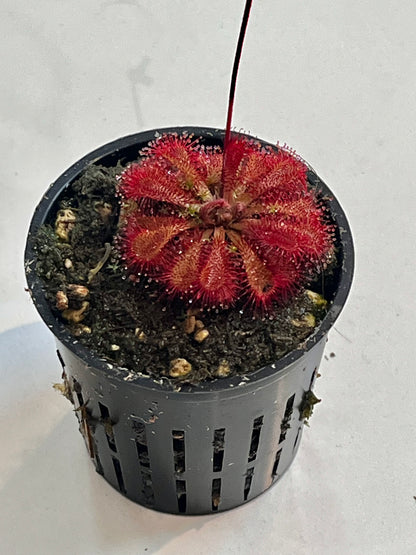 Drosera 'Scarlet Tears'