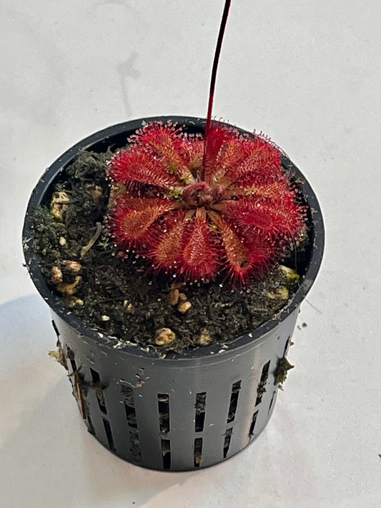 Drosera 'Scarlet Tears'