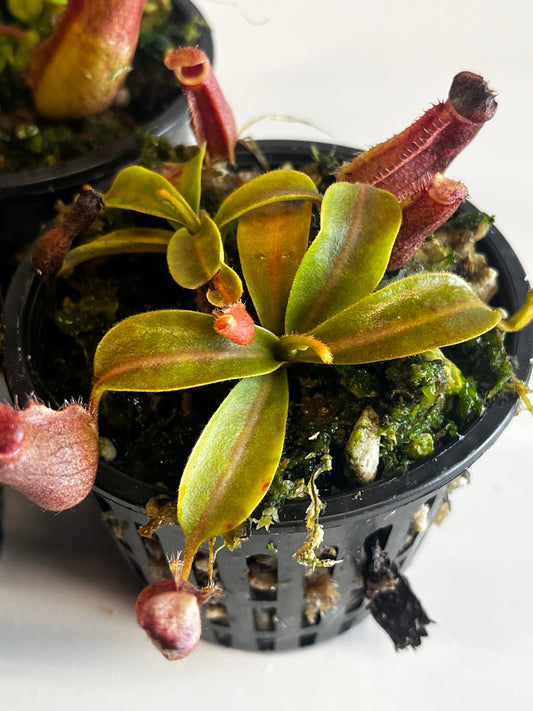 maxima 'Geoff Wong' xx Trusmadiensis