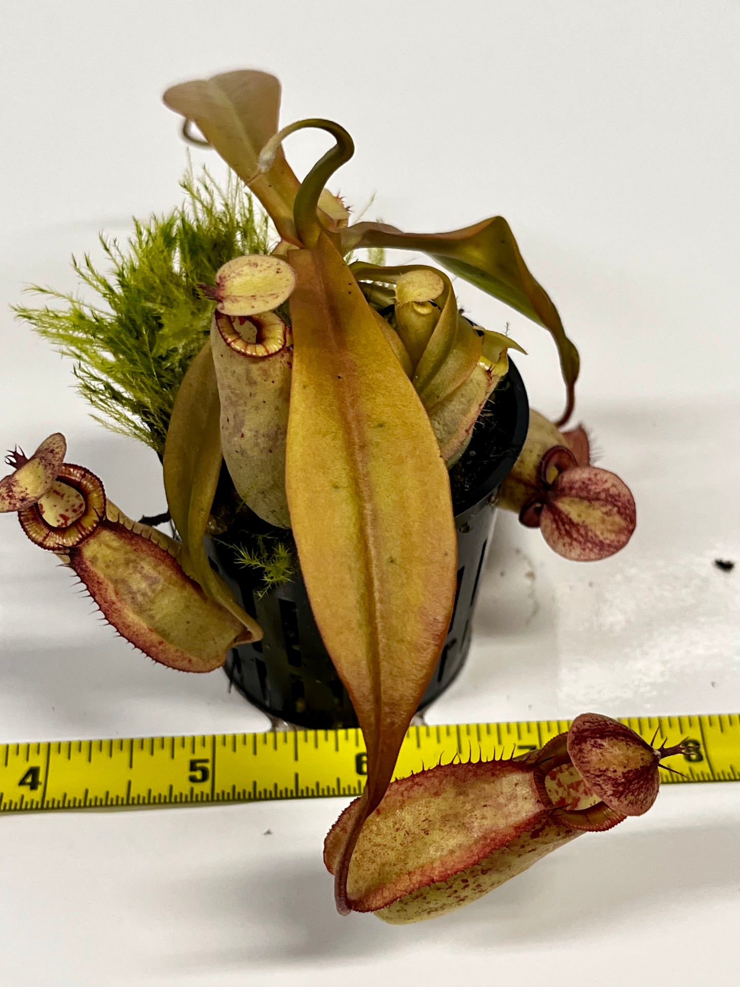 Nepenthes (‘Viking’ × rafflesiana) × (sibuyanensis × jacquelineae)