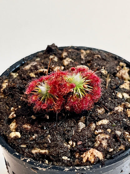 Drosera x carbarup