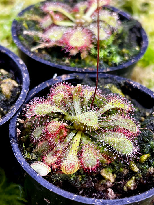 Drosera natalensis
